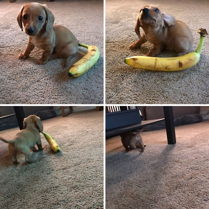 My Attempt At A Banana For Scale Picture Of My Mini Dachshund Rusty. It Seems Like He Had Other Plans