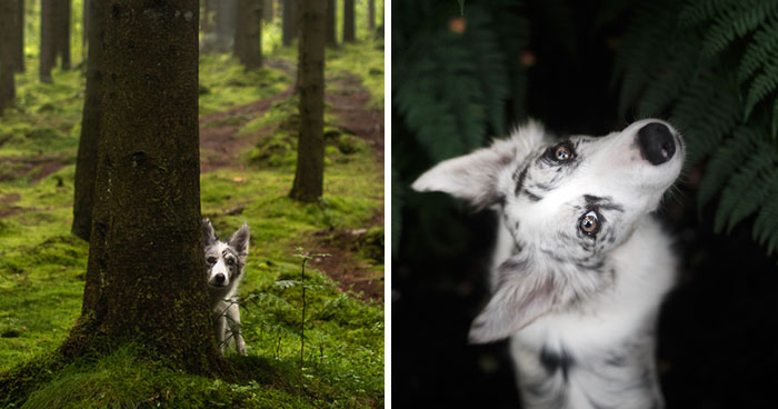 Adventurous Dogs In Breathtaking Landscapes: I Photographed Four-Legged Models In Norway, Iceland And Alaska (30 Pics)