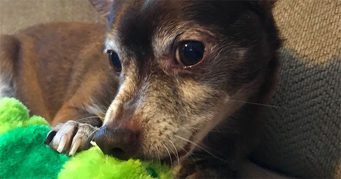 Pet Store Discontinues The Only Toy This Elderly Dog Plays With So Owner Asks Help From The Internet