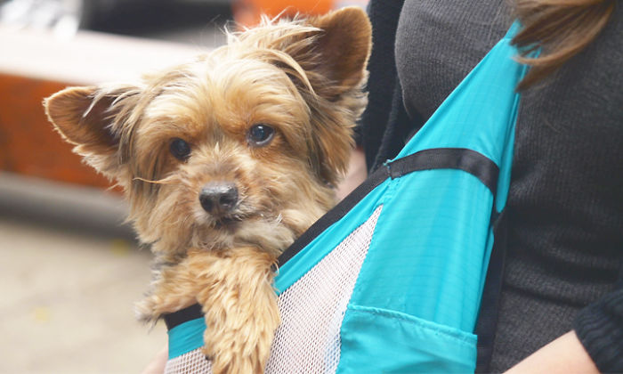 I Invented The Pocopet - The Pet Carrier That Fits In Your Pocket
