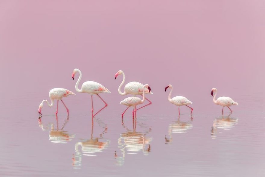Flock Of Flamingos