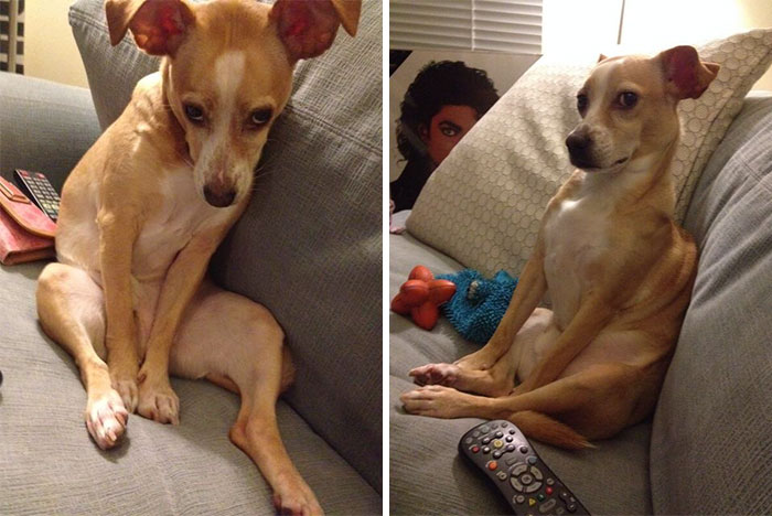 118 Of The Most Unbelievably Smart Things Animals Have Done That Surprised People