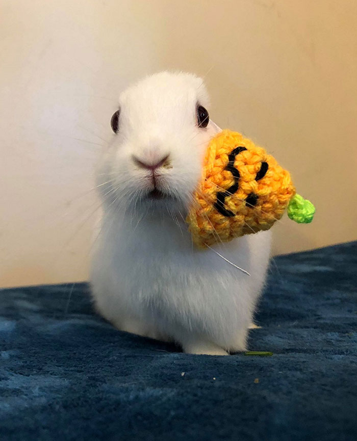Bunny Born With No Ears Gets The Most Adorable Crocheted Sets From The Owner