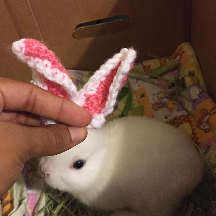 Bunny Born With No Ears Gets The Most Adorable Crocheted Sets From The Owner