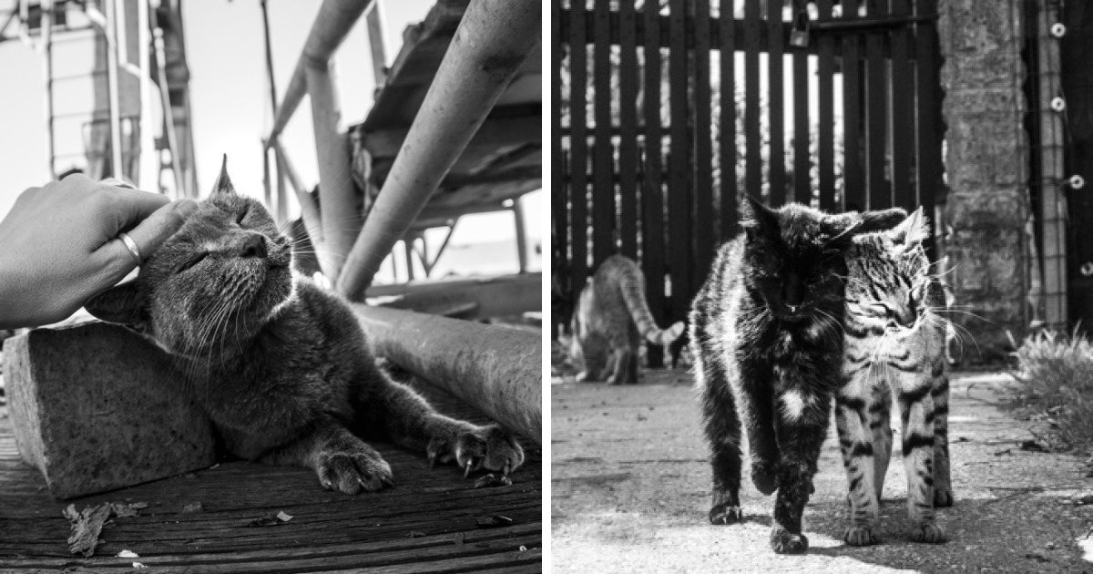 I Spent Years Trying To Photograph Moments Of ‘Catisfaction’ (Part 3 ...