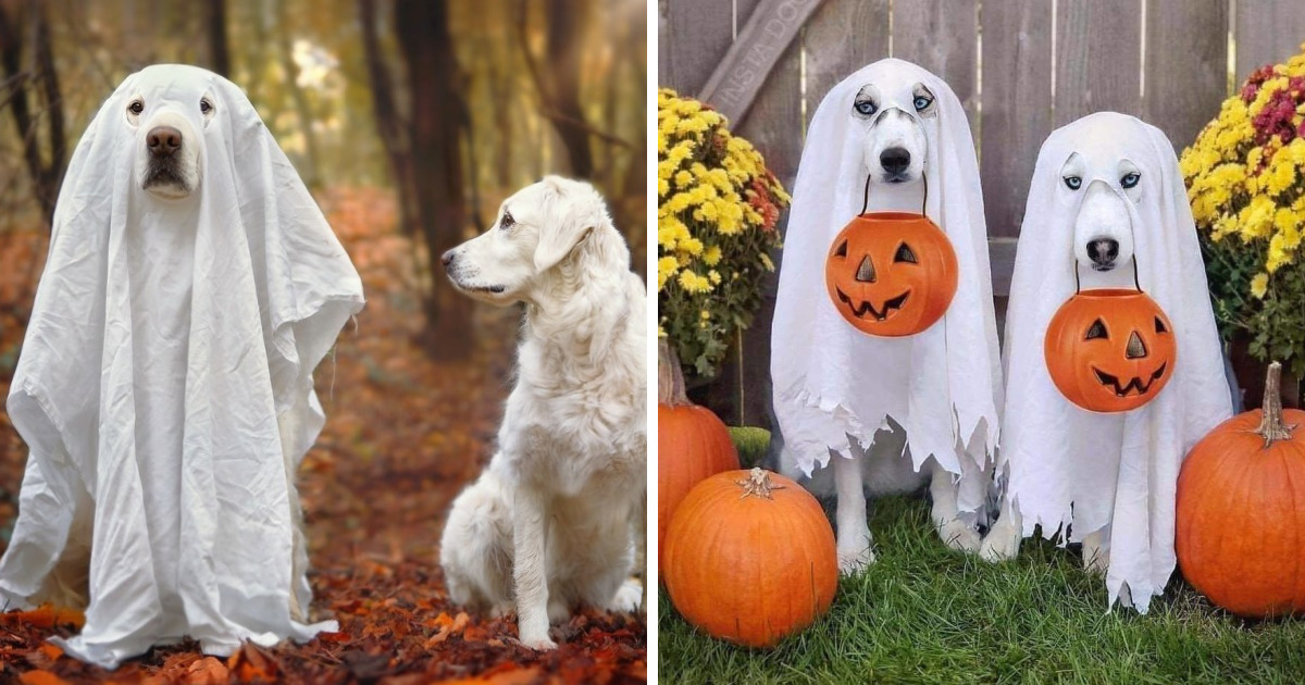 13 Adorable Dogs In Ghost Costumes 