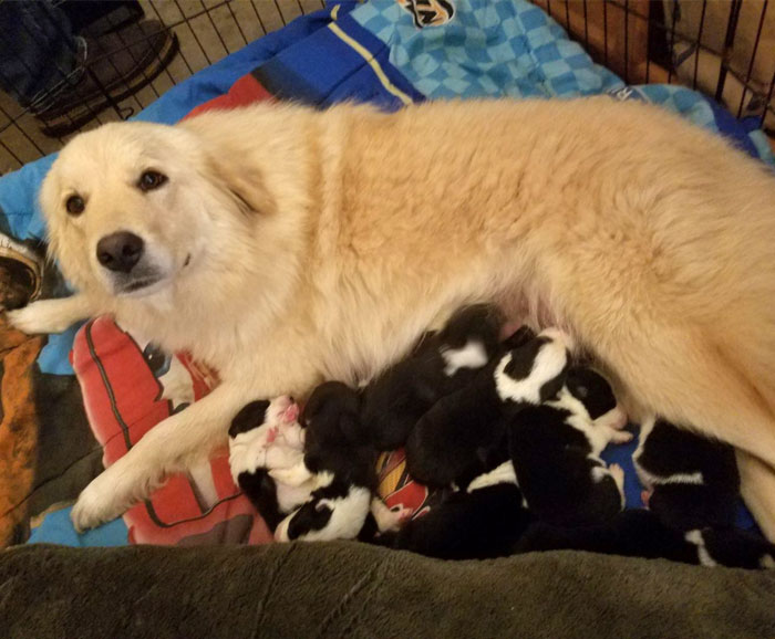 Somewhere In Heaven There's A Black And White Dog Taking Care Of Seven Golden Lab Puppies