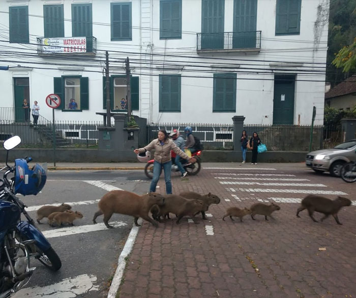 This Woman Stopped Traffic To Help A Family Of Capybaras Cross The Street In Petrópolis, Brazil