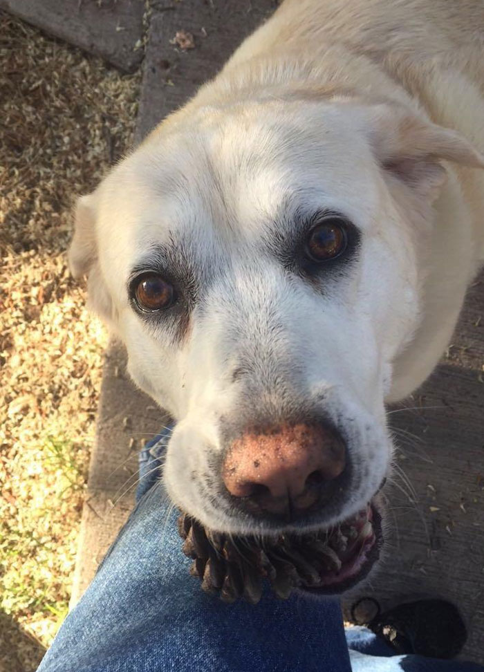 My Old Girl, Bella, Trying To Bribe Me To Stay Home With A Pine Cone She Found And Is Very Proud Of