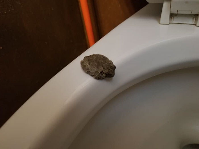 Man Blames 'The Plumbing' After Finding A 'Frog' On A Toilet Seat, Then His Wife Tells What Really Happened