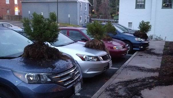 Can You Imagine Yourself Being This Bored That You Would Start Putting Random Plants On Random Cars? Well, Me Neither
