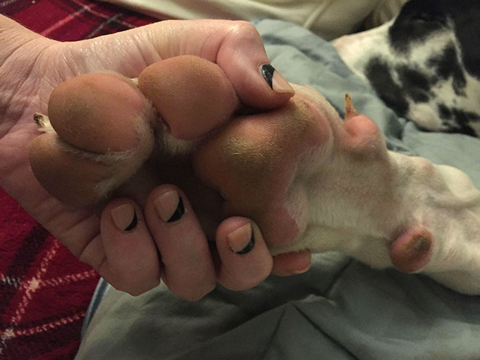 The Paw Of My 4-Month-Old Great Dane