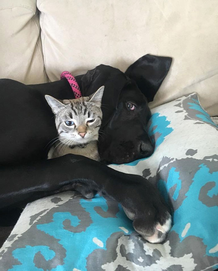 My 6-Months-Old Great Dane (Now 90 Lbs) Is Still BFFs With My Cat