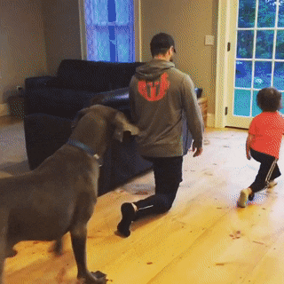 Lunging With The Great Dane. Is It Exercise Or Playtime?