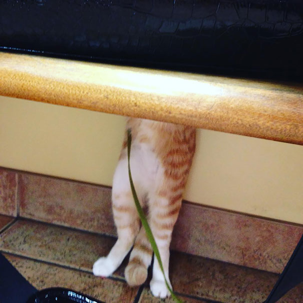 The Vet Can't Find Me