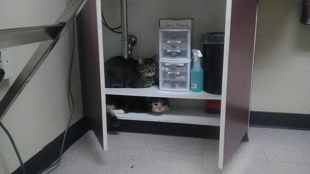 I Brought My Cats To The Vet. This Happened Immediately After Opening Their Carrier