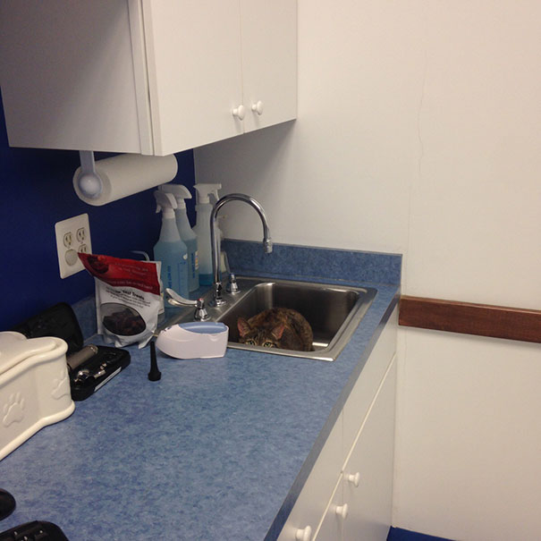 My Cat Also Hates The Vet And Loves Sinks