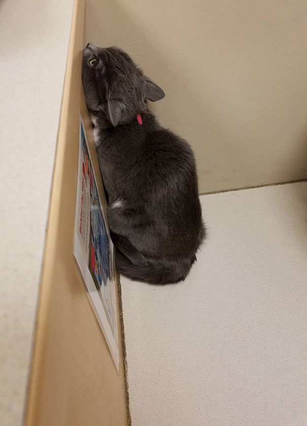 Mouse Is Terrified Of The Vet. She's Trying To Hide From Her In The Corner