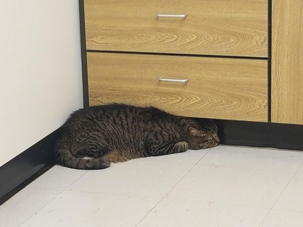 My Cat, Toby, Trying To Hide From The Vet