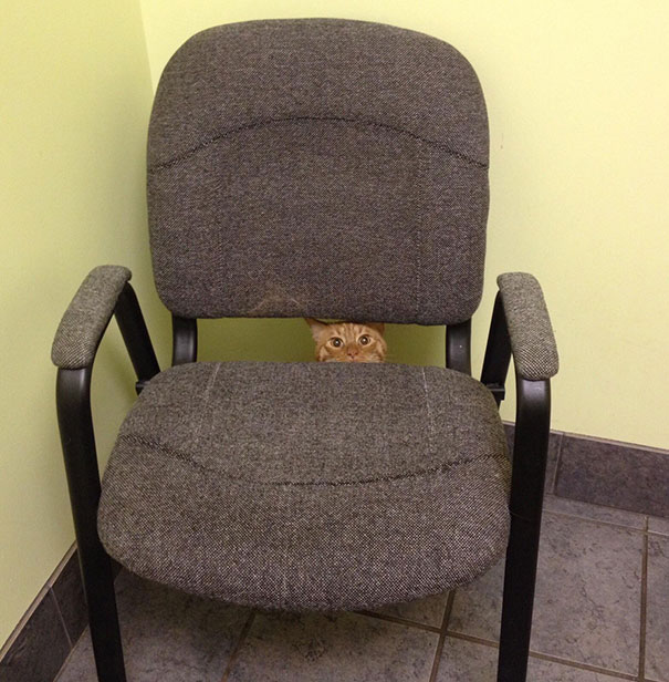 "They're Gonna Stick What Where?!" My Cat At The Vet's Office
