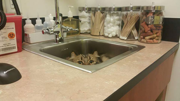 The Vet Thought We Came In Without Her