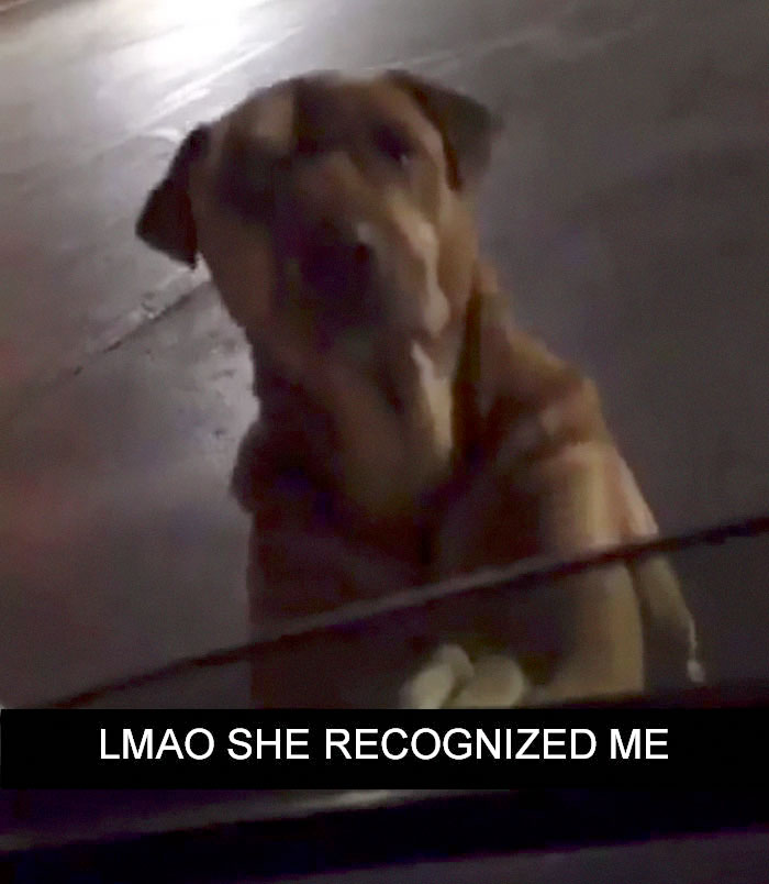 Gold Digging Dog Pretends To Be A Stray In Order To Get Burgers, So Her Owner Decides To Confront Her