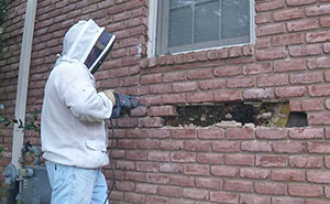 Bee Remover Posts What He Found After Removing The Bricks From A Client's Home, And His Photos Go Viral