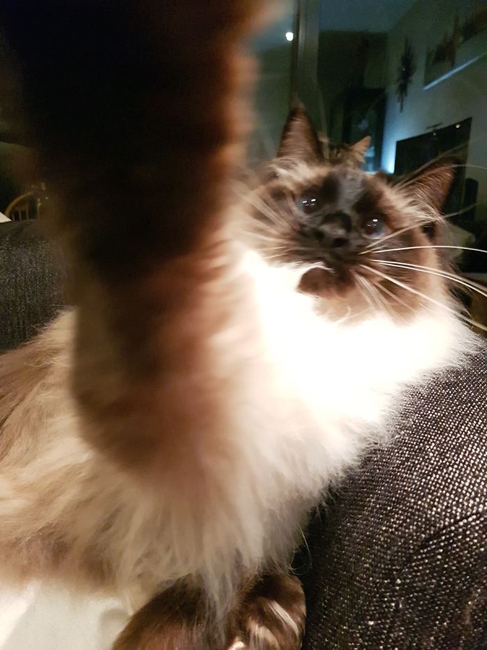 Cute Cats