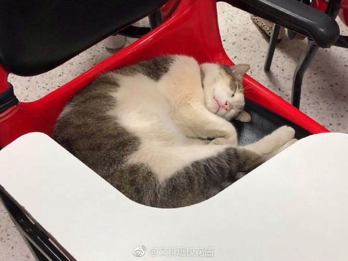 These Cats Casually Walk In Different Classrooms To Sleep