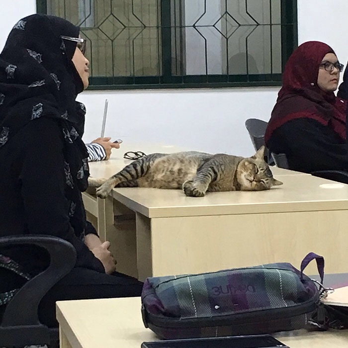These Cats Casually Walk In Different Classrooms To Sleep