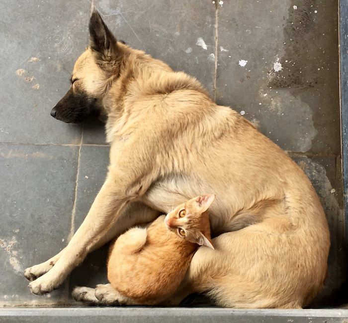 Dog And Cat Love