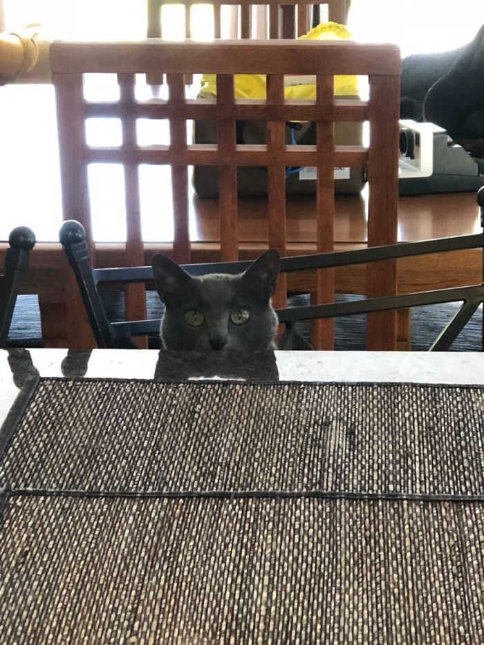 I Was Washing Dishes And Turned Around And Saw My Cat Sarge Sitting At The Kitchen Counter Looking At Me Like She Was Waiting Her Lunch.