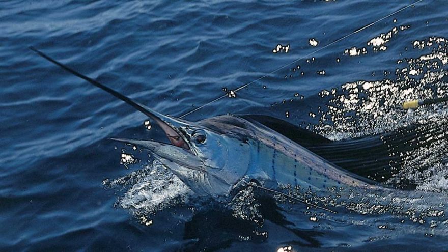 Sailfish Fishing Tips