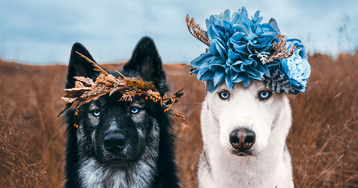 Photographer Takes Dreamy Portraits That Display The Unbreakable Bond Of Her Dogs