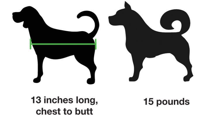 I Invented The Pocopet - The Pet Carrier That Fits In Your Pocket