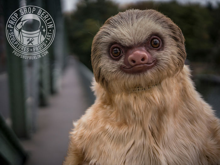I Made A Realistic Two-Toed Sloth Costume