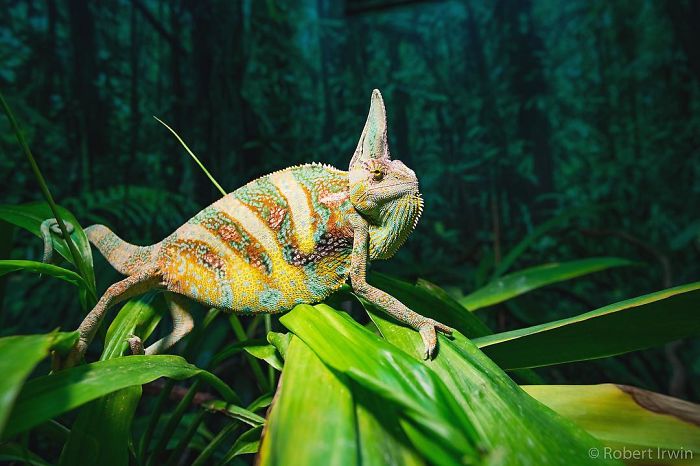 Steve Irwin's 14-Year-Old Son Is An Award-Winning Photographer And Here Are 50 Photos To Prove It