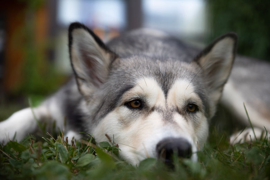 This Chart Will Tell You Exactly How Old Your Dog Is In Human Years This Chart Will Tell You Exactly How Old Your Dog Is In Human Years