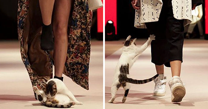 Random Cat Crashes Fashion Show, Fights Models