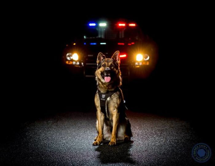 Vancouver Police Canine Unit Just Released Their 2019 Charity Calendar And  It's Badass | Bored Panda