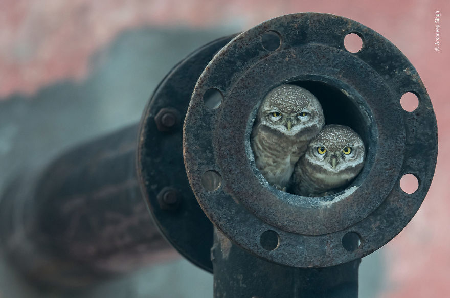 "Pipe Owls" By Arshdeep Singh, India, Winner 2018 10 Years And Under