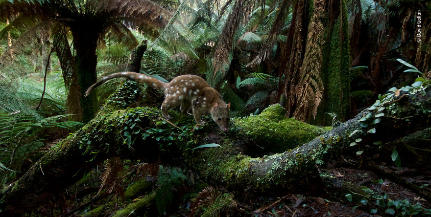 "Home Of The Quoll" By David Gallan, Australia, Highly Commended 2018 Animals In Their Environment