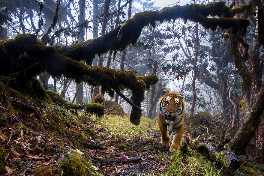 Tigerland By Emmanuel Rondeau, France, Highly Commended 2018 Animals In Their Environment