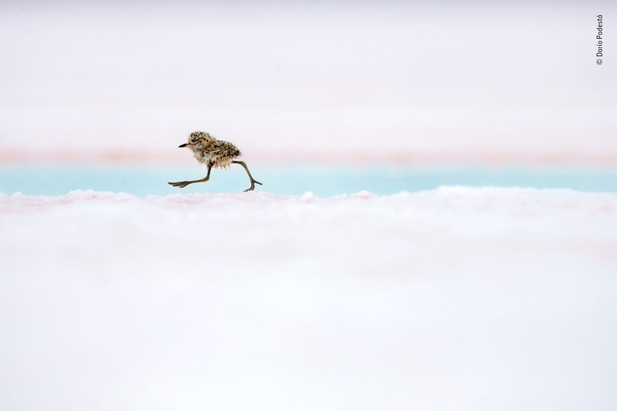 "Argentine Quickstep" By Darío Podestá, Argentina, Highly Commended 2018 Animal Portraits