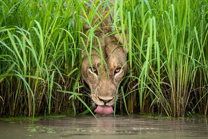 "Cool Cat" By Isak Pretorius, South Africa, Highly Commended 2018 Animal Portraits