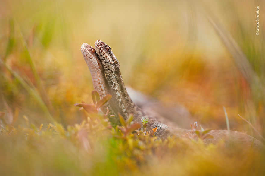 "Sinuous Moves" By Lorenzo Shoubridge, Italy, Highly Commended 2018 Behaviours Amphibians And Reptiles