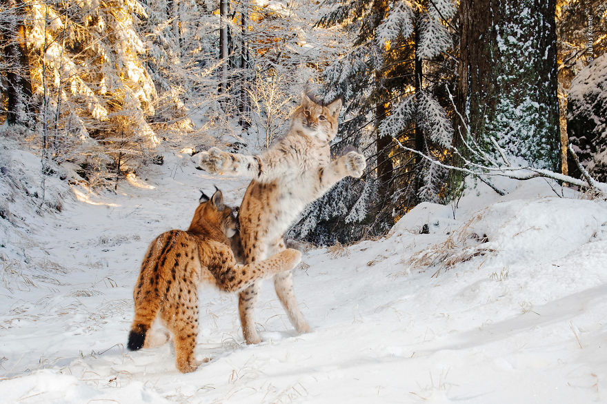 "Kitten Combat" By Julius Kramer, Germany, Highly Commended 2018 Behaviours Mammals