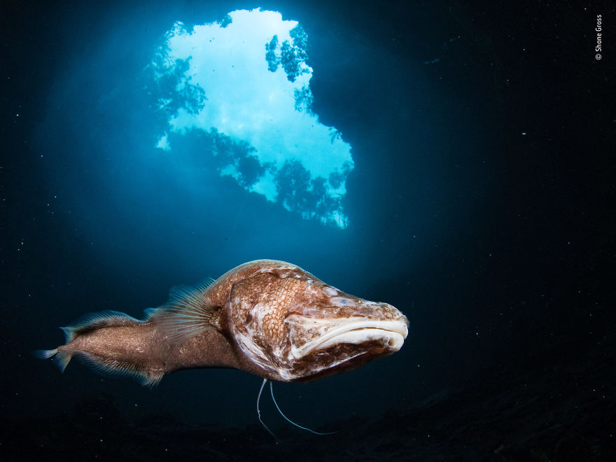 Beneath The Blue By Shane Gross, Canada, Highly Commended 2018 Under Water