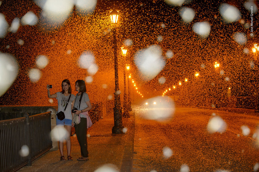 "Misguided Mayflies" By Jose Manuel Grandío, Spain, Highly Commended 2018 Urban Wildlife