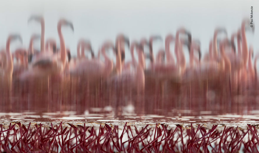 "The Upside-Down Flamingos" By Paul Mckenzie, Ireland / Hong Kong, Highly Commended 2018 Creative Visions